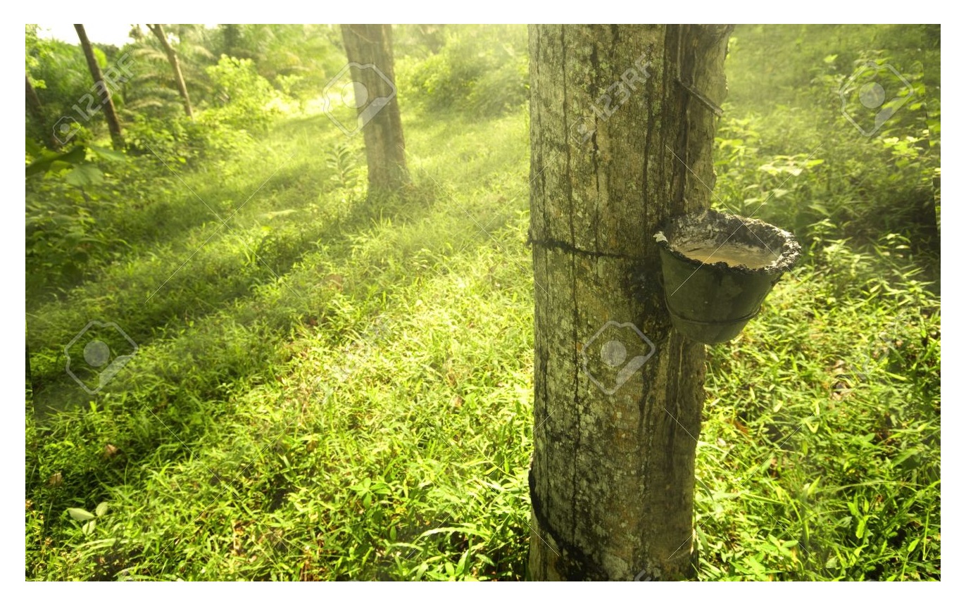 About Rubberwood - (Hevea brasiliensis)